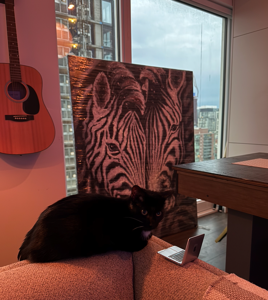 Bruce, the black cat who inspired BruceTech, perched in a Toronto apartment